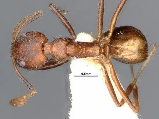 Dolichoderus affinis - SMFHYM0008913