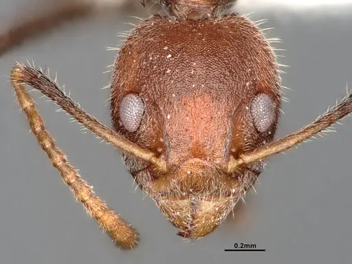 Dolichoderus affinis - SMFHYM0008913