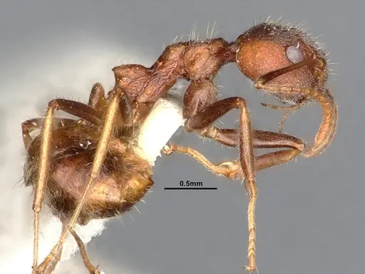 Dolichoderus affinis - SMFHYM0008913