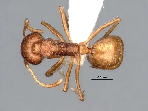 Dolichoderus affinis - SMFHYM0008938