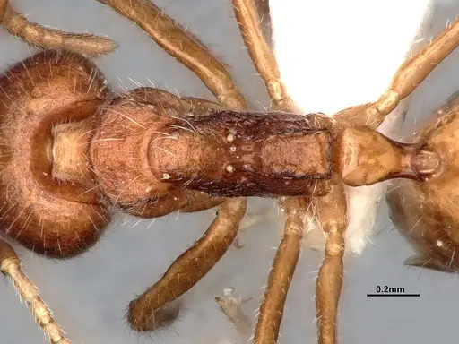 Dolichoderus affinis - SMFHYM0008938