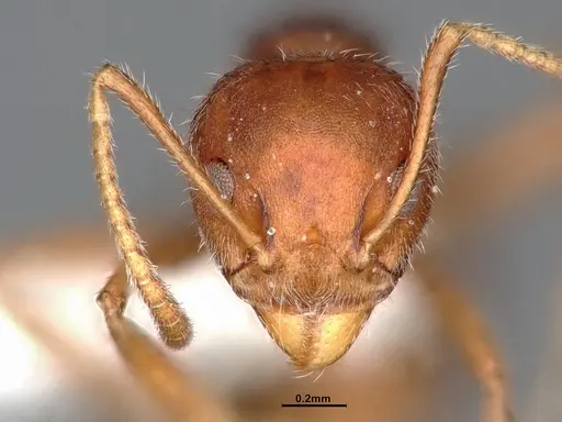 Dolichoderus affinis - SMFHYM0008938
