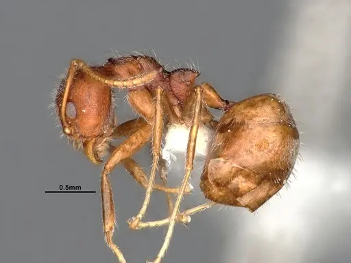 Dolichoderus affinis - SMFHYM0008938
