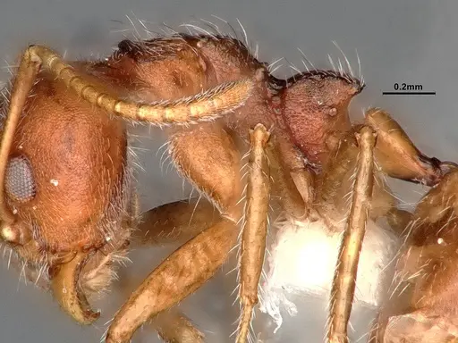 Dolichoderus affinis - SMFHYM0008938