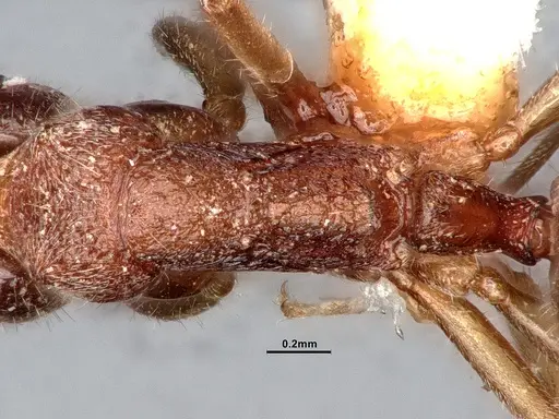 Dolichoderus albamaculus specimen