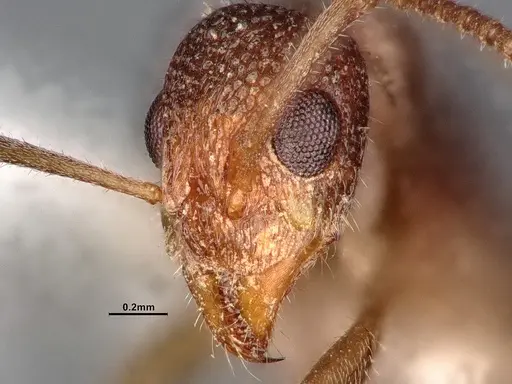 Dolichoderus albamaculus - CASENT0886100