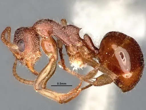 Dolichoderus albamaculus - CASENT0886100