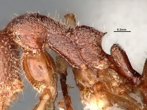 Dolichoderus albamaculus - CASENT0886100