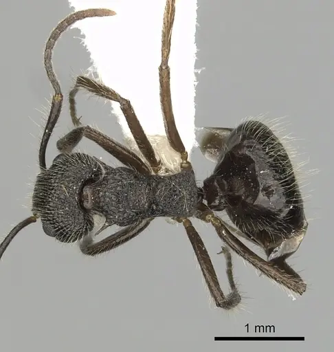 Dolichoderus andinus specimen