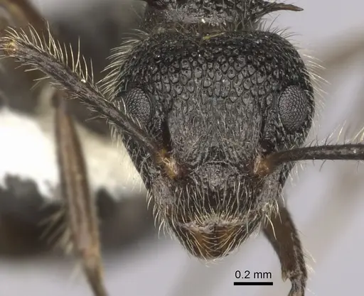 Dolichoderus andinus specimen