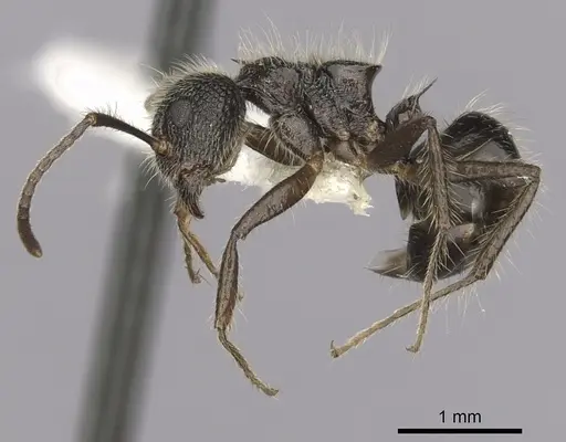 Dolichoderus andinus specimen