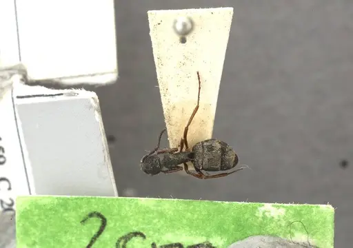 Dolichoderus angusticornis specimen