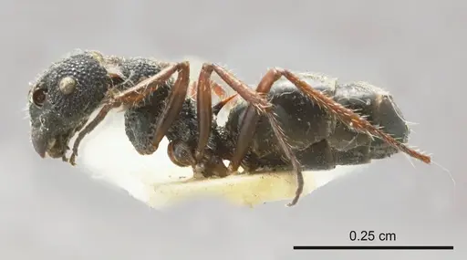 Dolichoderus angusticornis specimen
