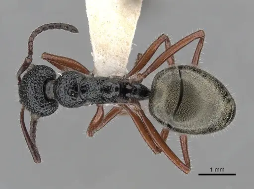 Dolichoderus angusticornis - CASENT0249557