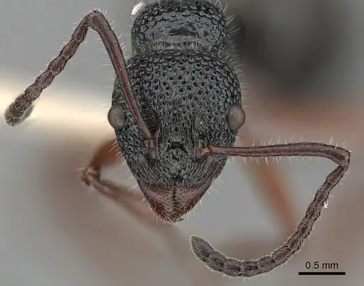 Dolichoderus angusticornis - CASENT0249557