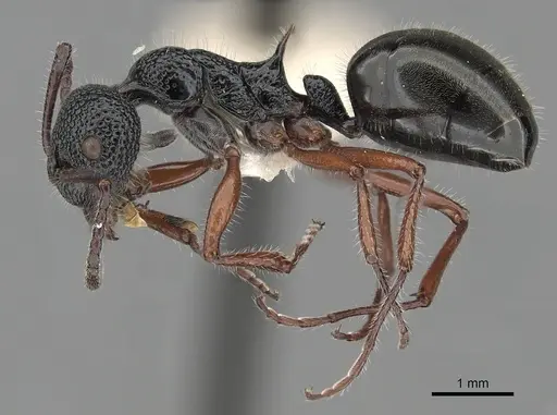 Dolichoderus angusticornis - CASENT0249557