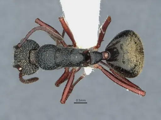 Dolichoderus angusticornis - CASENT0886012