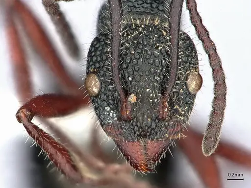 Dolichoderus angusticornis - CASENT0886012