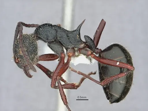 Dolichoderus angusticornis - CASENT0886012