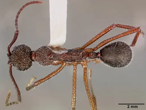 Dolichoderus attelaboides specimen