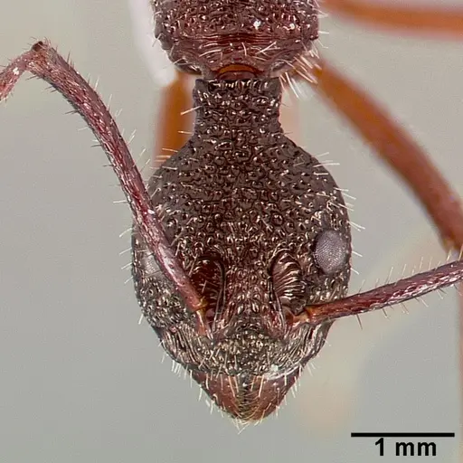 Dolichoderus attelaboides specimen