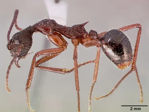 Dolichoderus attelaboides specimen