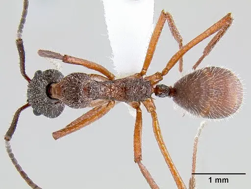 Dolichoderus attelaboides - CASENT0106108