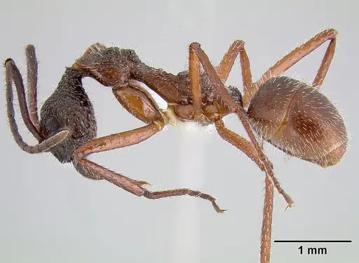 Dolichoderus attelaboides - CASENT0106108