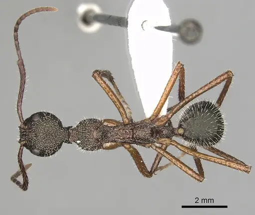 Dolichoderus attelaboides - CASENT0249660