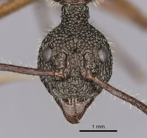 Dolichoderus attelaboides - CASENT0249660