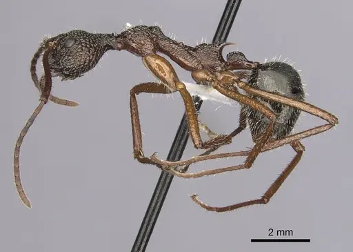 Dolichoderus attelaboides - CASENT0249660