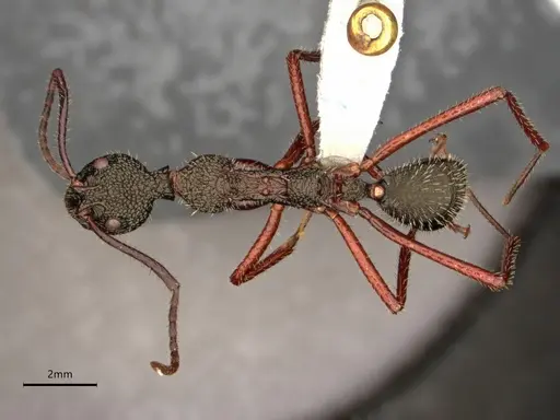 Dolichoderus attelaboides - CASENT0866521