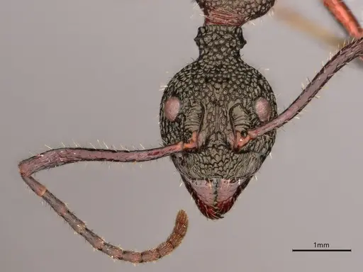 Dolichoderus attelaboides - CASENT0866521