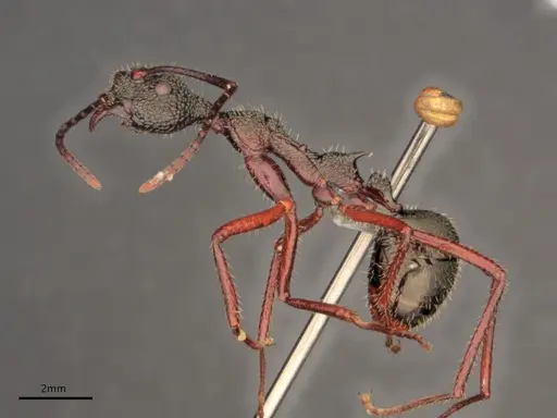 Dolichoderus attelaboides - CASENT0866521