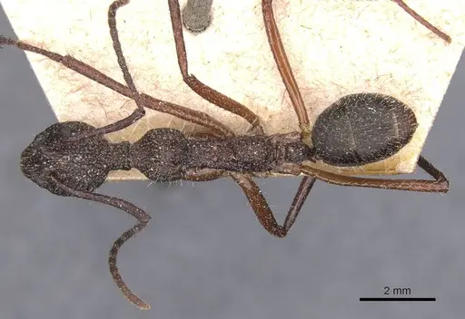 Dolichoderus attelaboides - CASENT0911500