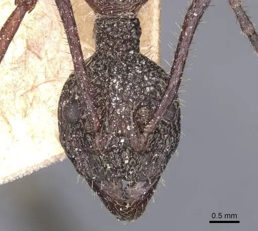 Dolichoderus attelaboides - CASENT0911500