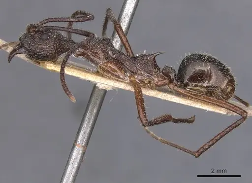 Dolichoderus attelaboides - CASENT0911500