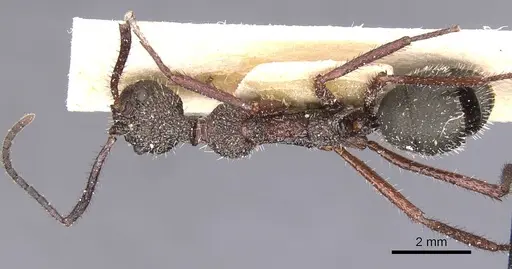 Dolichoderus attelaboides - CASENT0911501