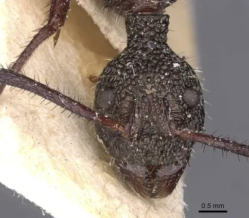 Dolichoderus attelaboides - CASENT0911501