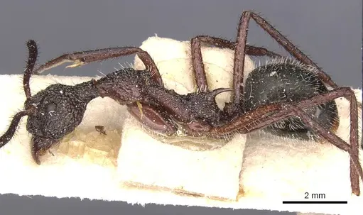 Dolichoderus attelaboides - CASENT0911501