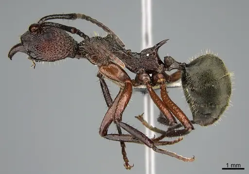 Dolichoderus attelaboides - CASENT0923586