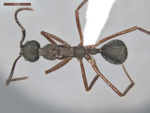 Dolichoderus attelaboides - ECOFOG-PA14-0172-10