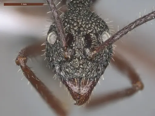 Dolichoderus attelaboides - ECOFOG-PA14-0172-10