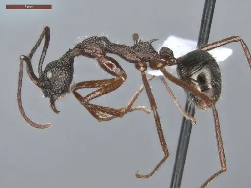 Dolichoderus attelaboides - ECOFOG-PA14-0172-10