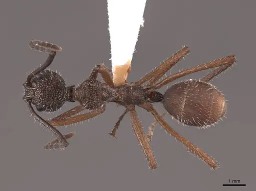 Dolichoderus attelaboides - FMNHINS0000062236