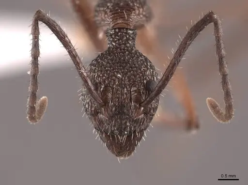 Dolichoderus attelaboides - FMNHINS0000062236