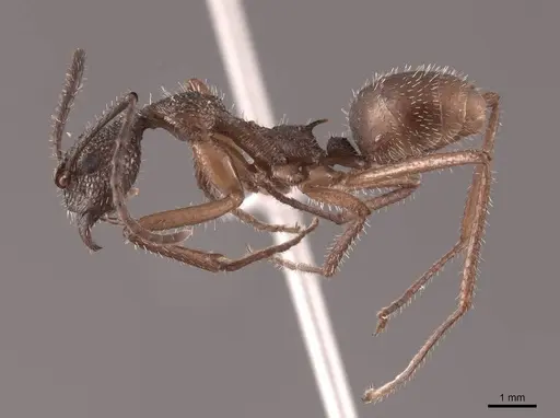 Dolichoderus attelaboides - FMNHINS0000062236