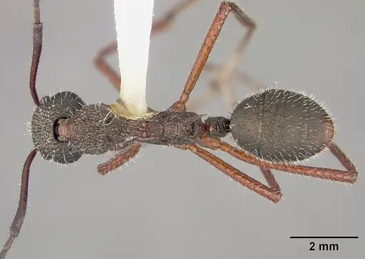 Dolichoderus attelaboides - USNMENT00412449
