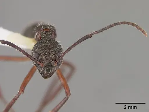 Dolichoderus attelaboides - USNMENT00412449