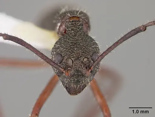 Dolichoderus attelaboides - USNMENT00412449